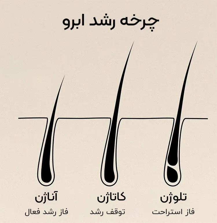 آشنایی با چرخه رشد ابرو